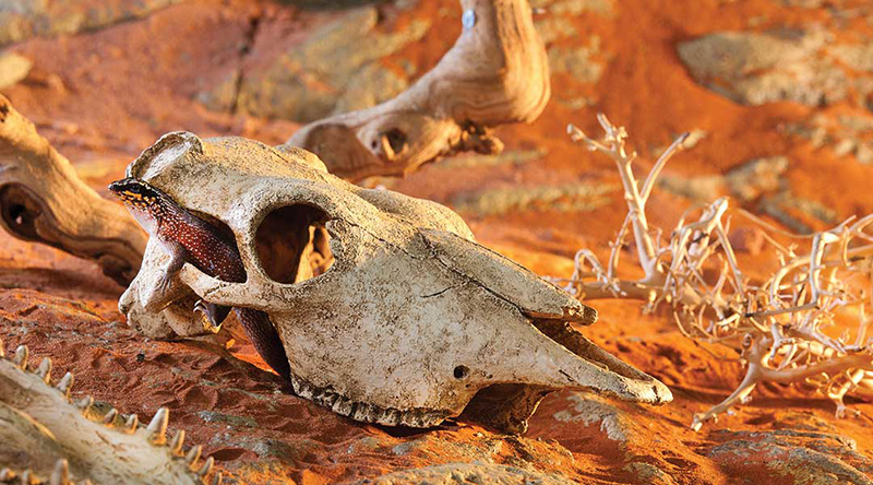  Exo Terra Buffalo Skull