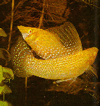    (Poecilia velifera).  - 7-8 