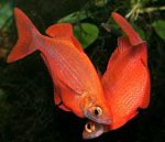   (Glossolepis incisus).  - 7-8 