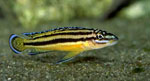    (Julidochromis regani kipili).  - 7-8 