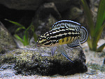 c  (Julidochromis marlieri).  - 7-9 