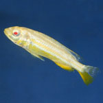    (Melanchromis auratus albino).  - 8-9 