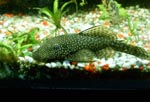   (Ancistrus dolichopterus).  - 2-3 