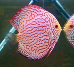    (Discus Pigeon Red scorpion).  - 6-7 