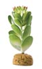 Растение для террариума толстянка ExoTerra Jade Cactus (Hagen РТ 2984)