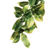 Растение для террариума мандарин большой ExoTerra Mandarin (large) (Hagen РТ 3022)