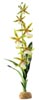 Растение для террариума брассия ExoTerra Spider Orchid (Hagen РТ 2991)