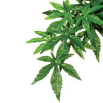    ExoTerra Abuliton (medium) (Hagen  3042)